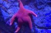 The thing about Starfish…..