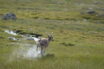 Reindeer Wet Grass