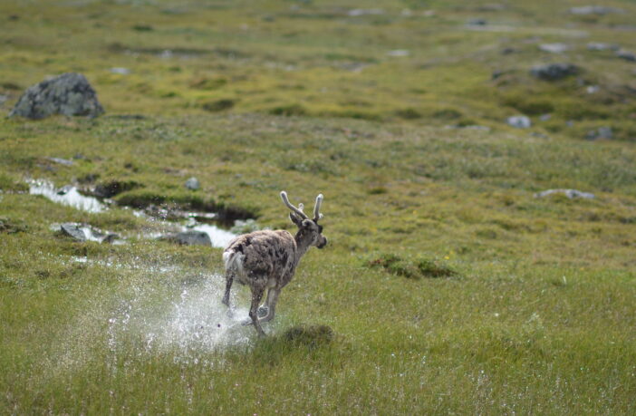 Reindeer Wet Grass