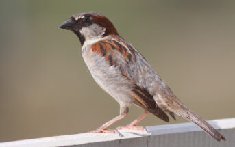 sparrow on perch