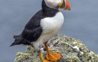 Atlantic Puffin on a rock