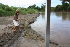 Lighthouse feeding a crocodile